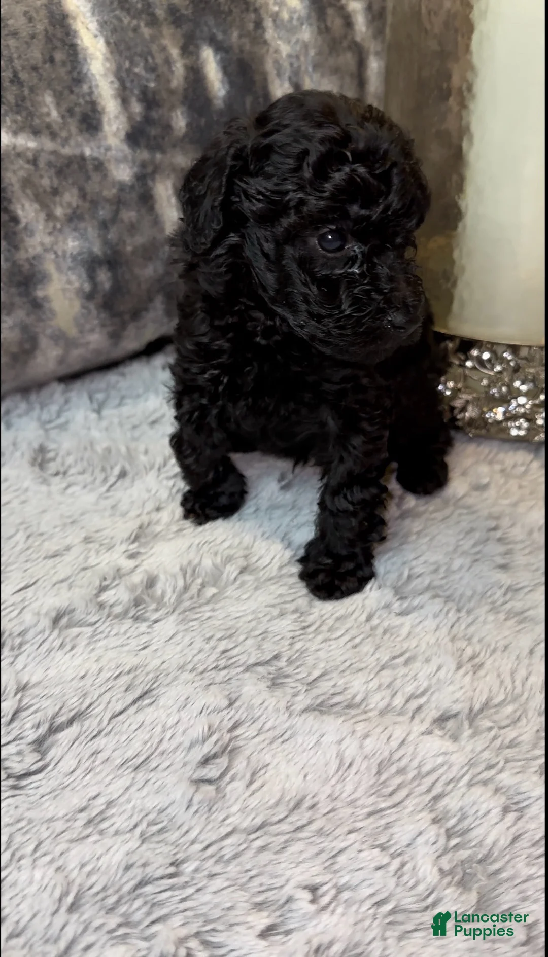 Toy Poodle dogs for sale: Toy Poodle 3 - Ad 1