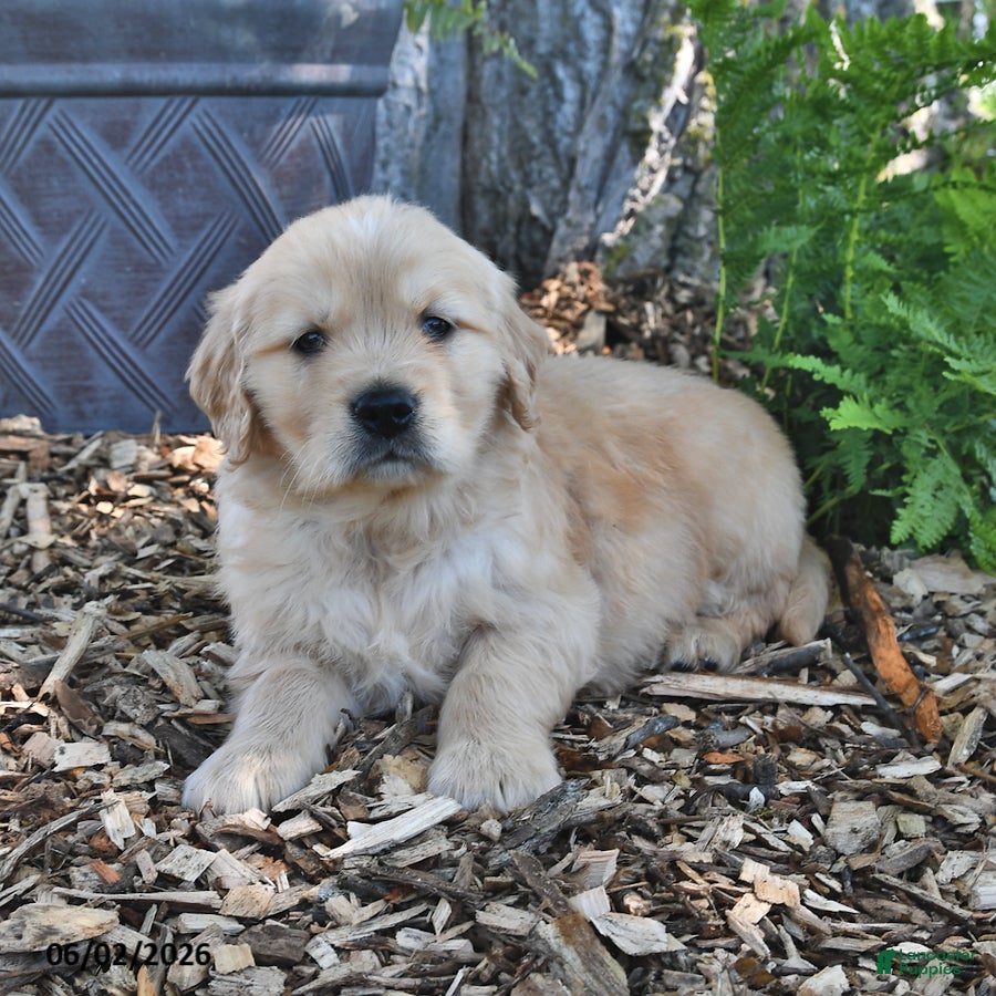 Golden Retriever dogs Cooper - Ad 1