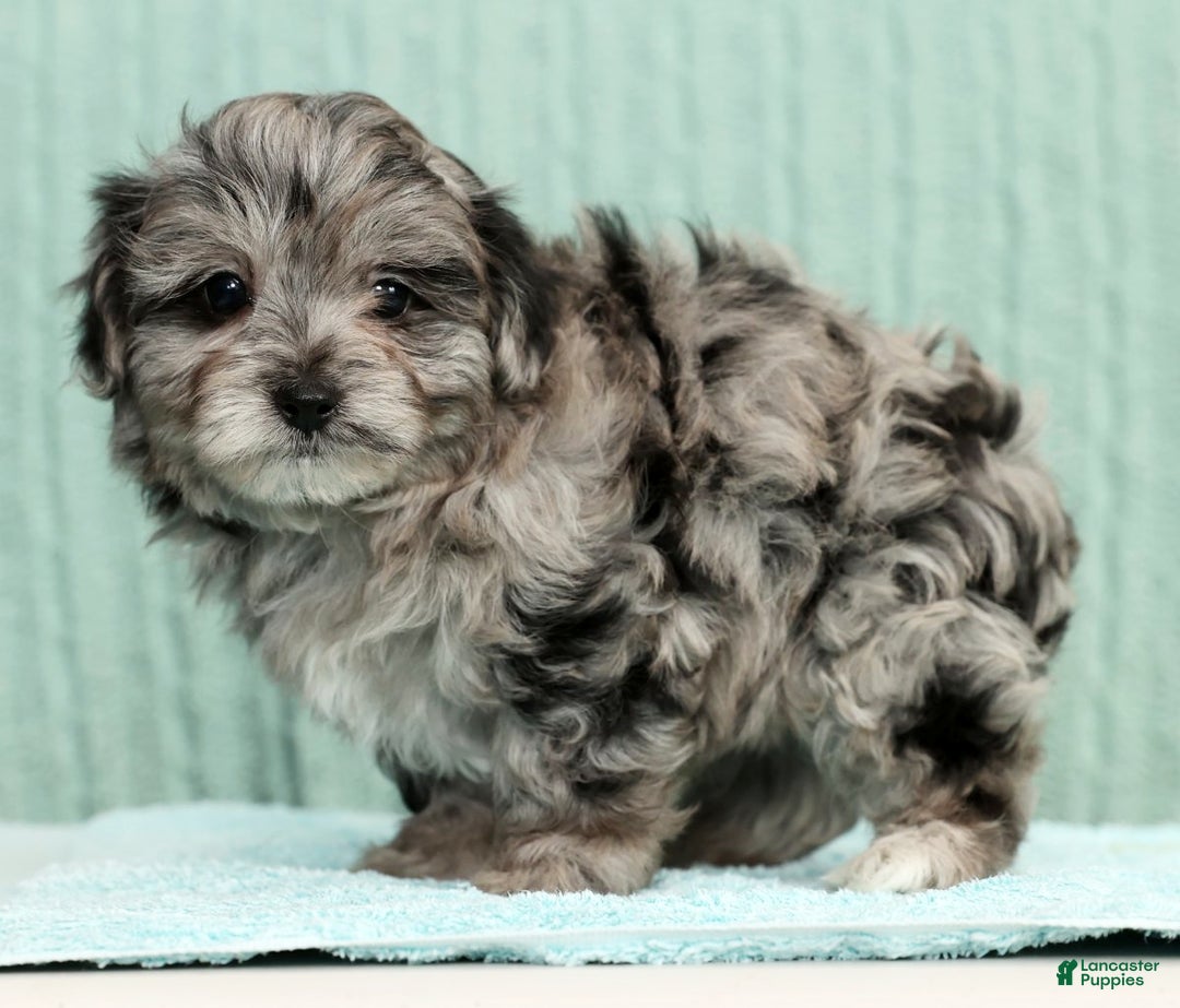 Pomapoo dogs for sale: Thad - Ad 4