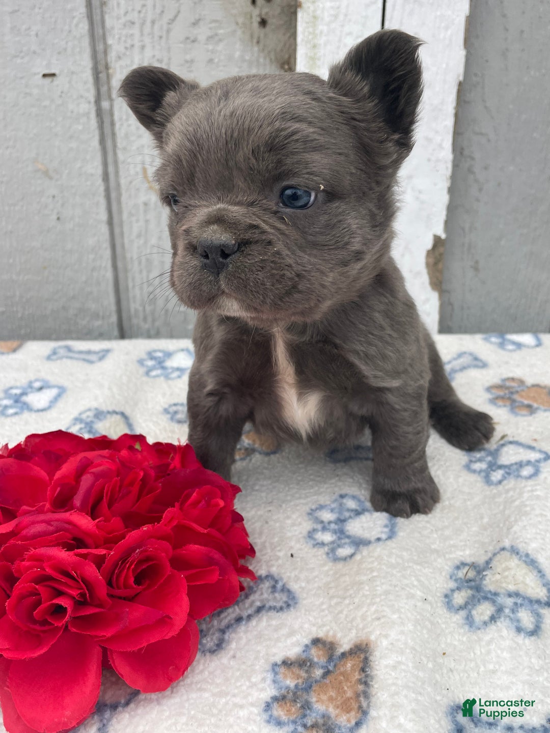 French Bulldog dogs for sale: Ernie - Ad 2