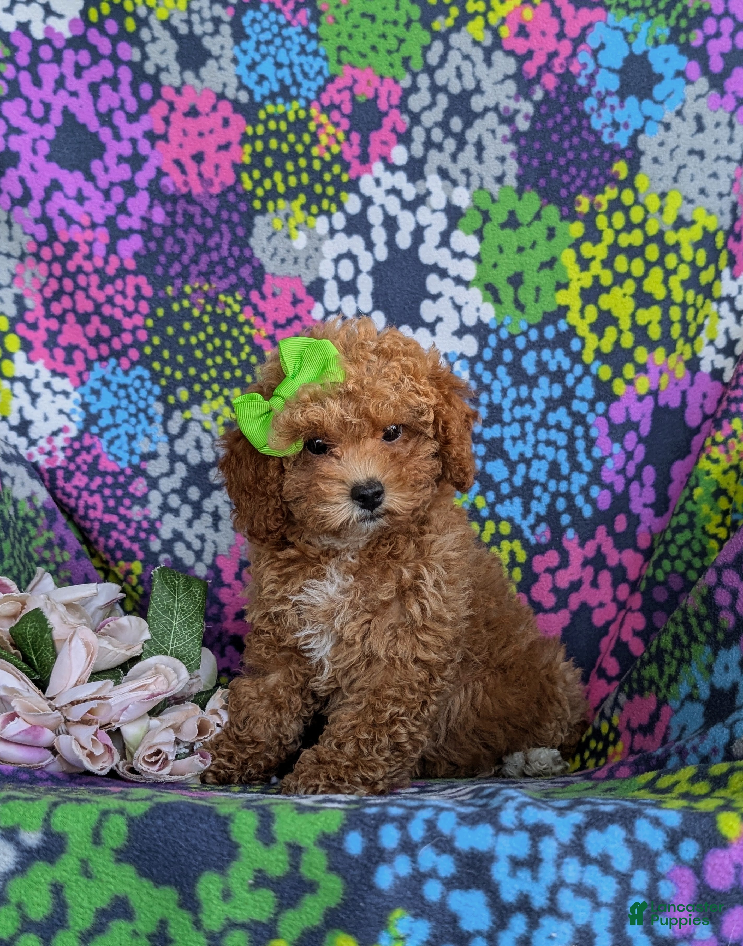 Toy Poodle dogs Peaches 9 lbs Full Grown - Ad 2