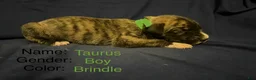 Great Dane dogs for sale: Taurus - Ad 2