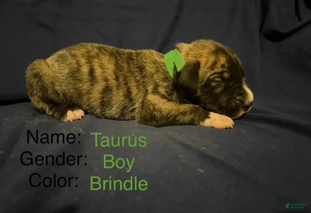 Great Dane dogs for sale: Taurus - Ad 2