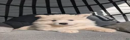 Samoyed dogs for sale: Bentley  - Ad 2