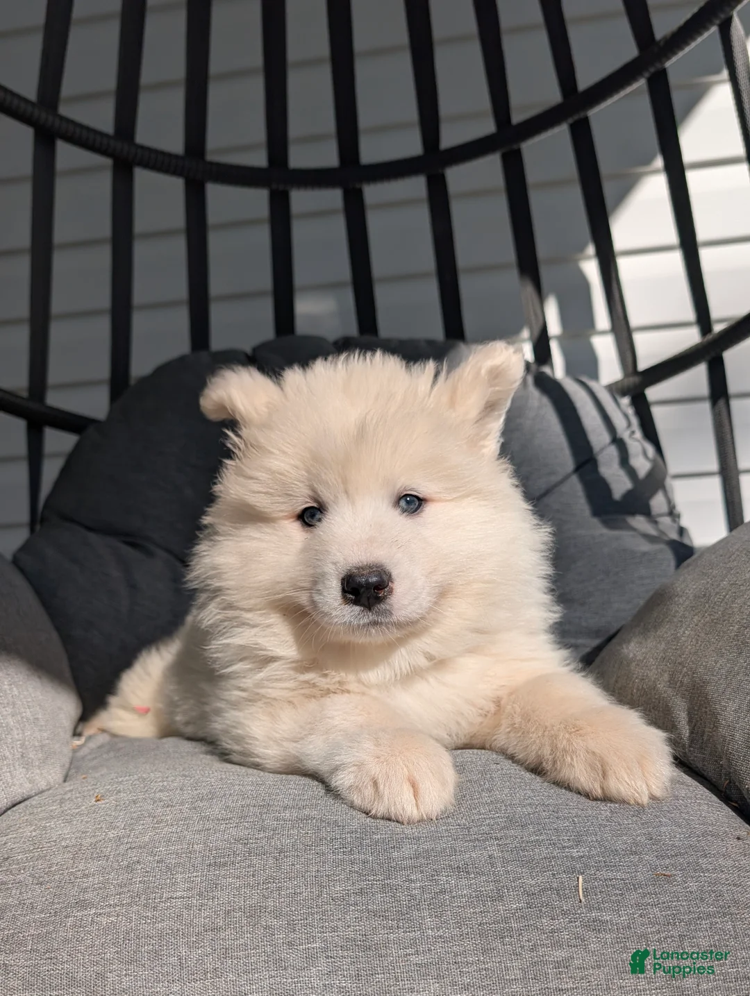 Samoyed dogs for sale: Bentley  - Ad 2