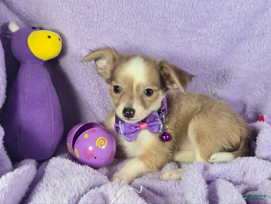 Chihuahua dogs for sale: Nikole LH - Ad 4