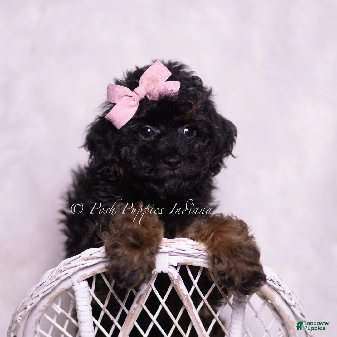 Toy Poodle dogs for sale: Dazzle - Ad 3