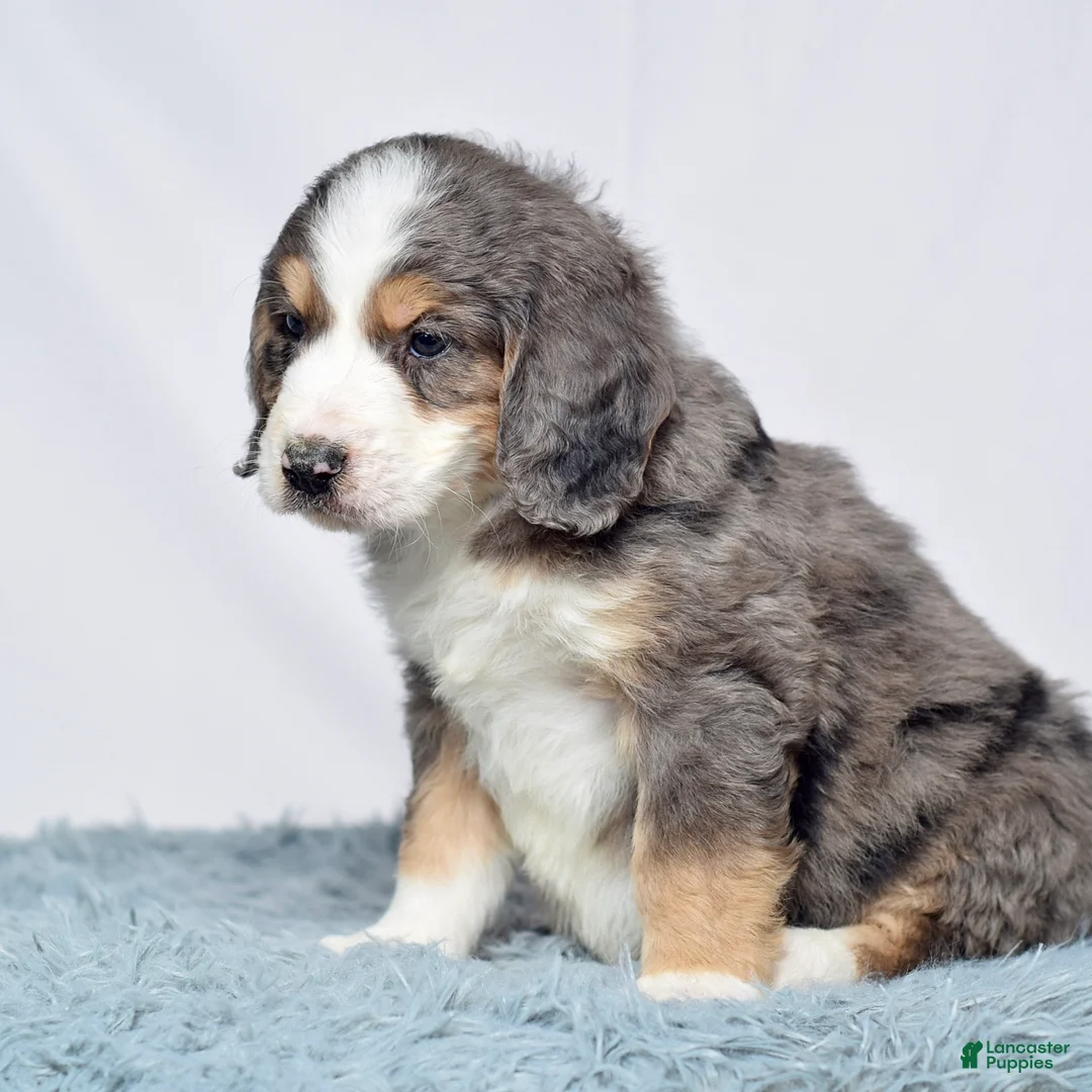Bernedoodle dogs for sale: Ms. Venus - Ad 10