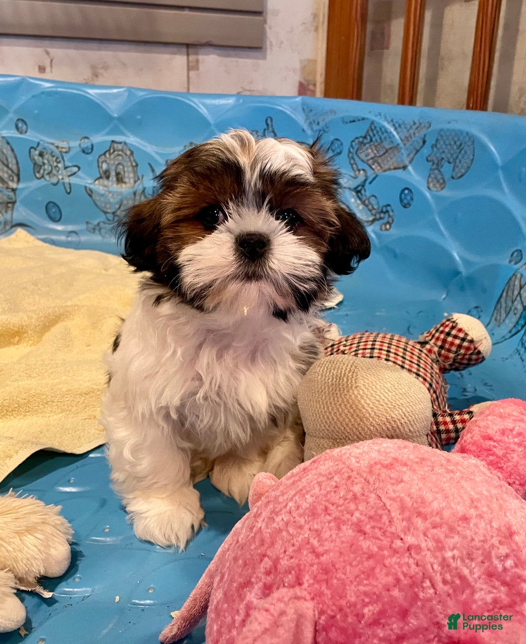 Shih Tzu dogs for sale: Merv - Ad 7