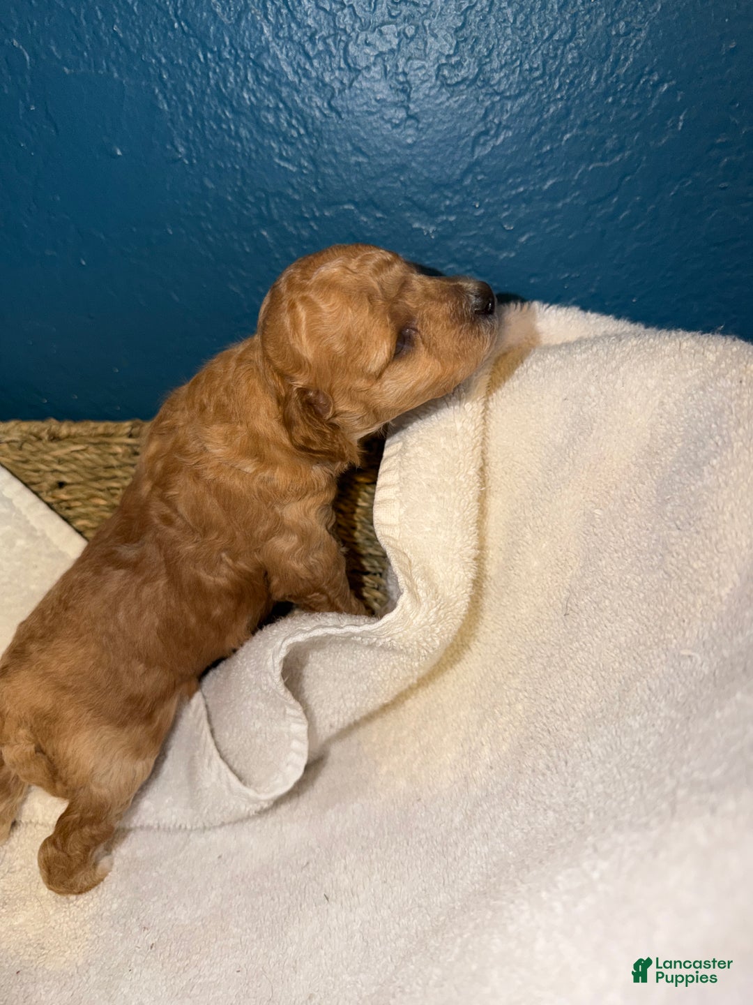 Miniature Poodle dogs for sale: AKC Miniature Poodle Puppy White - Ad 13