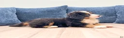 Bernese Mountain Dog dogs for sale: Millie - Ad 3