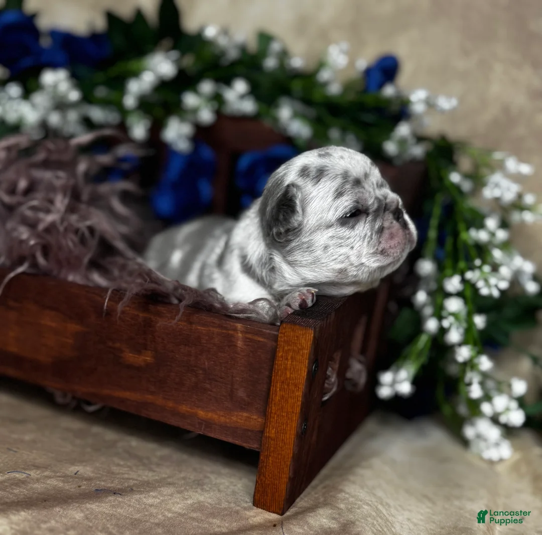 French Bulldog dogs for sale: AIKO - Ad 4