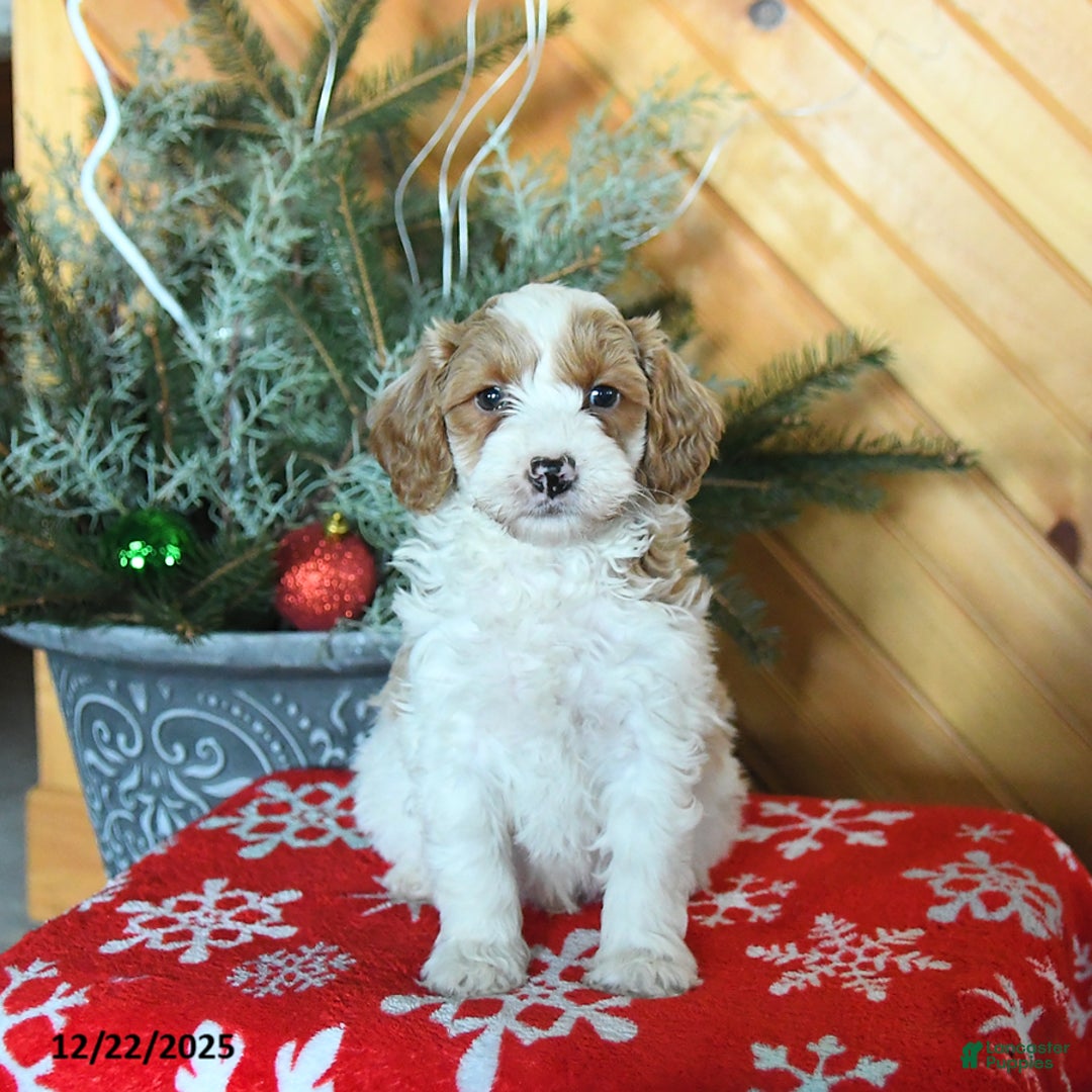 Mini Goldendoodle dogs for sale: Scout - Ad 3