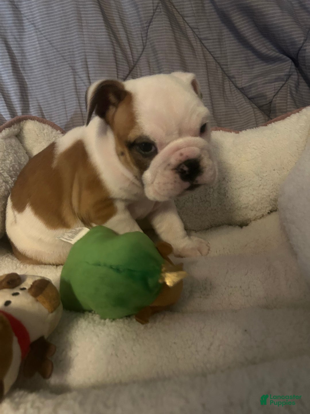 English Bulldog dogs for sale: Jaquard - Ad 8
