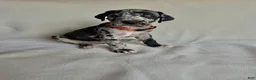 Great Dane dogs for sale: Teddy- orange  - Ad 7