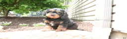 Cavapoo dogs for sale: Louie - Ad 3