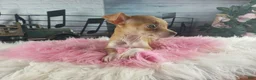 Chihuahua dogs for sale: Teacup female Chihuahua.  Hand Delivery  - Ad 2