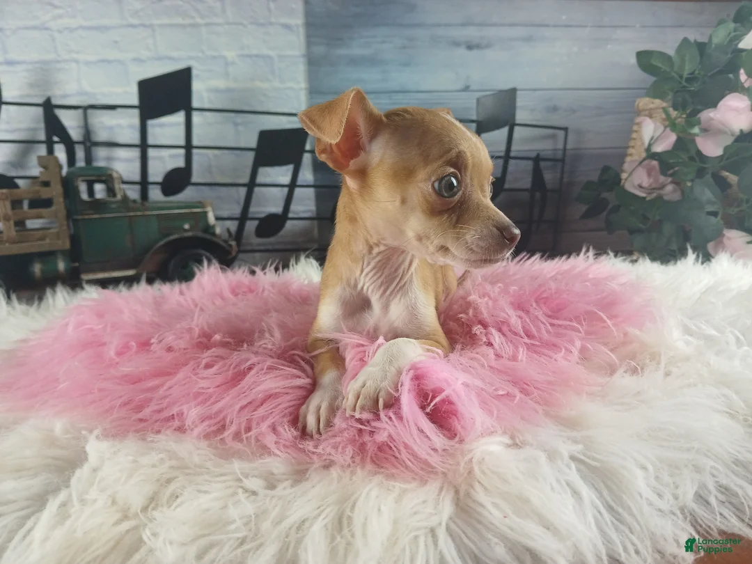 Chihuahua dogs for sale: Teacup female Chihuahua.  Hand Delivery  - Ad 2