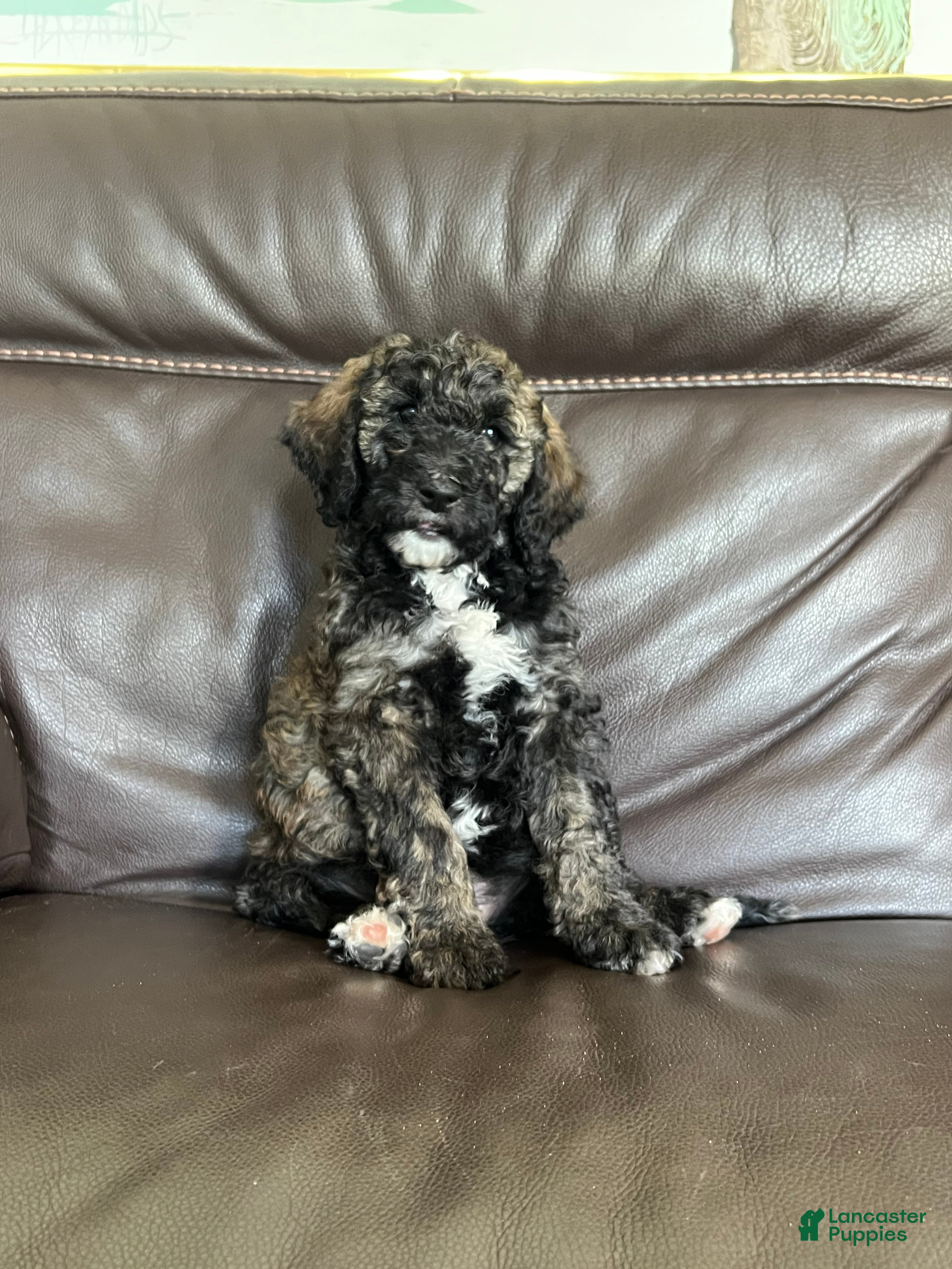 Mixed Breed dogs Layla - Ad 1