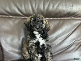 Mixed Breed dogs for sale: Layla - Ad 3