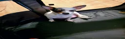 Chihuahua dogs for sale: Chihuahua 1 - Ad 4