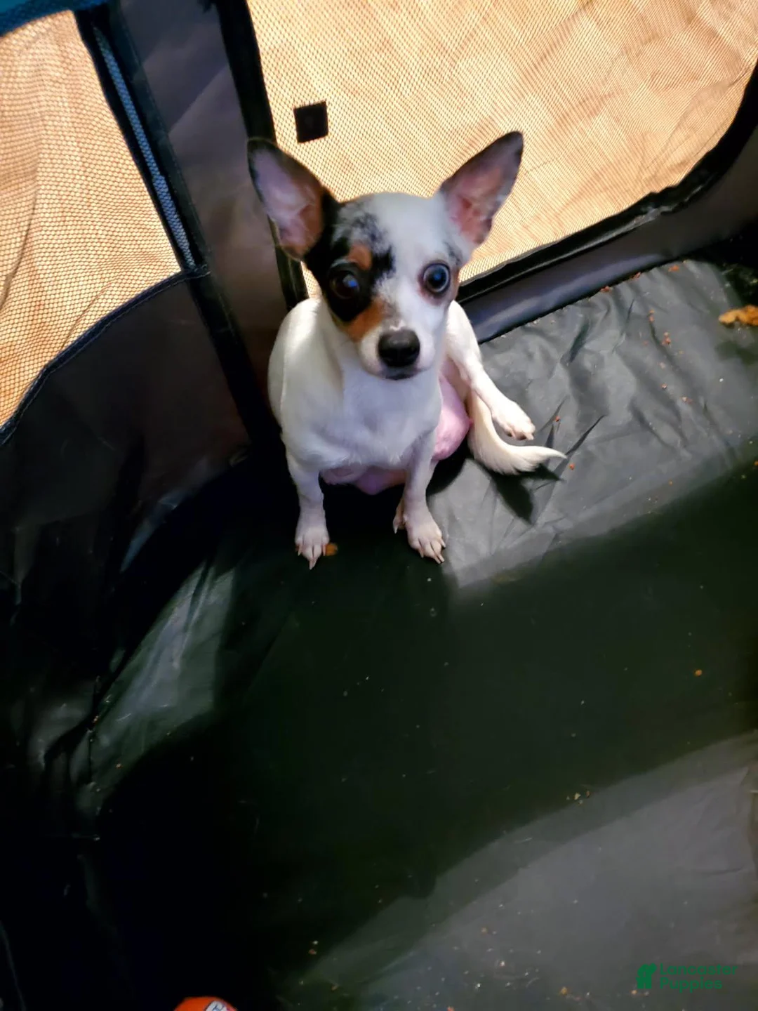 Chihuahua dogs for sale: Chihuahua 1 - Ad 4
