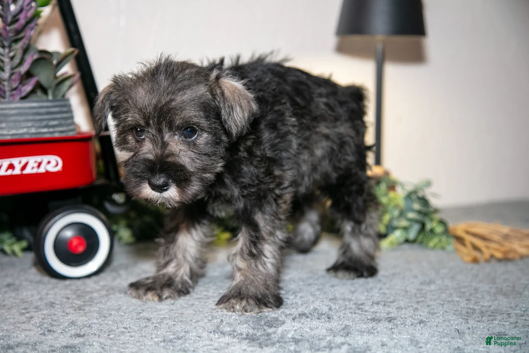 Miniature Schnauzer dogs for sale: Ria - Ad 3