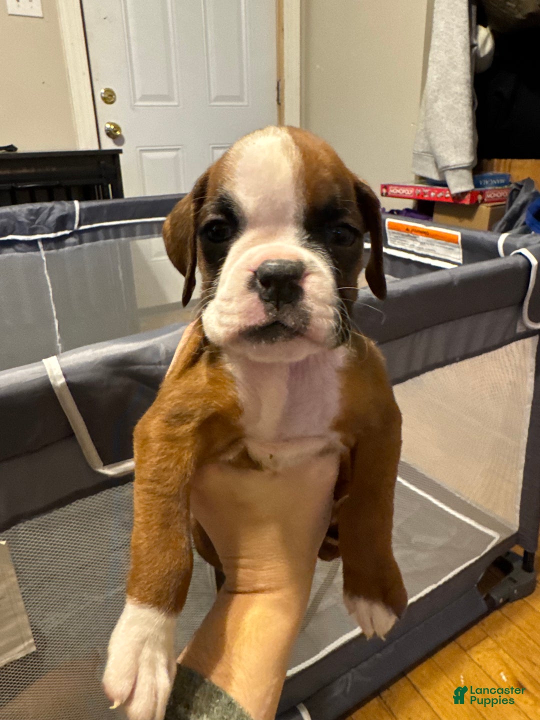 Boxer dogs for sale: Lily - Ad 1