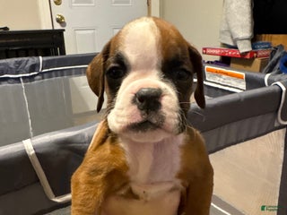 Boxer dogs Lily - Ad 36