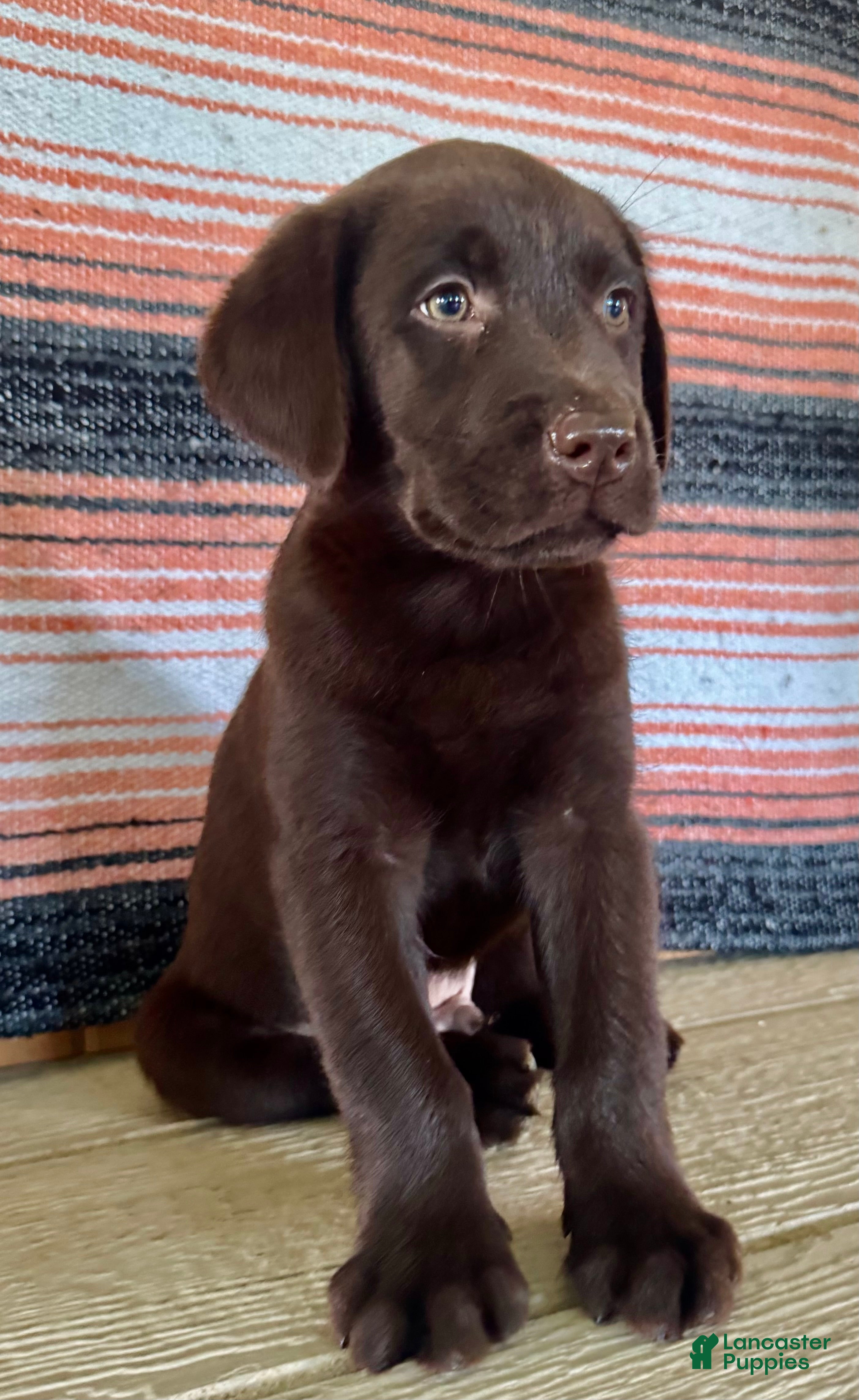 Labrador Retriever dogs Raptor  - Ad 2