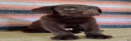 Labrador Retriever dogs for sale: Raptor  - Ad 2