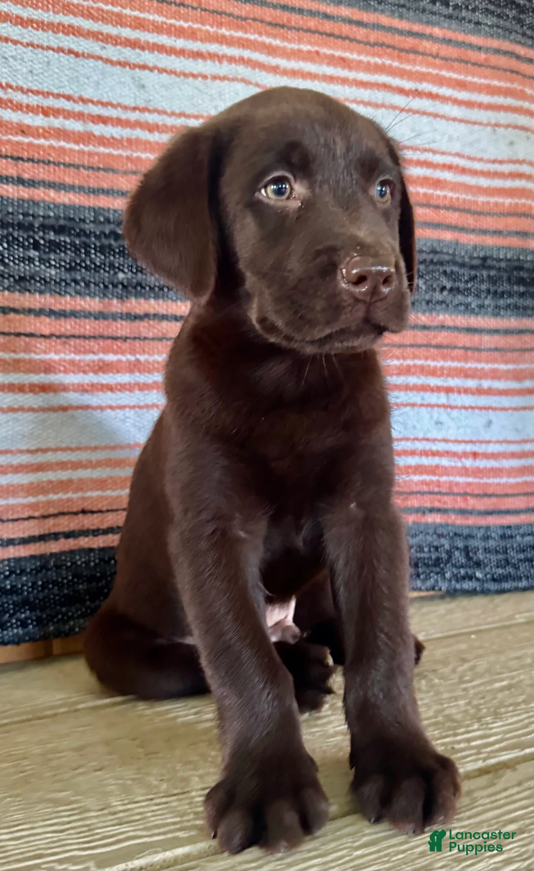 Labrador Retriever dogs for sale: Raptor  - Ad 2