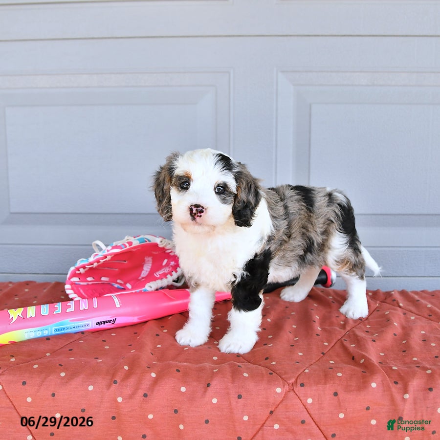 Mixed Breed dogs Luna  - Ad 1