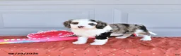Mixed Breed dogs for sale: Luna  - Ad 1