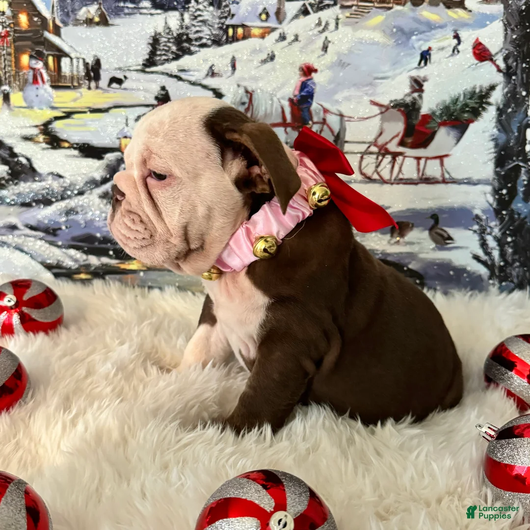 English Bulldog dogs for sale: Gala - Ad 4
