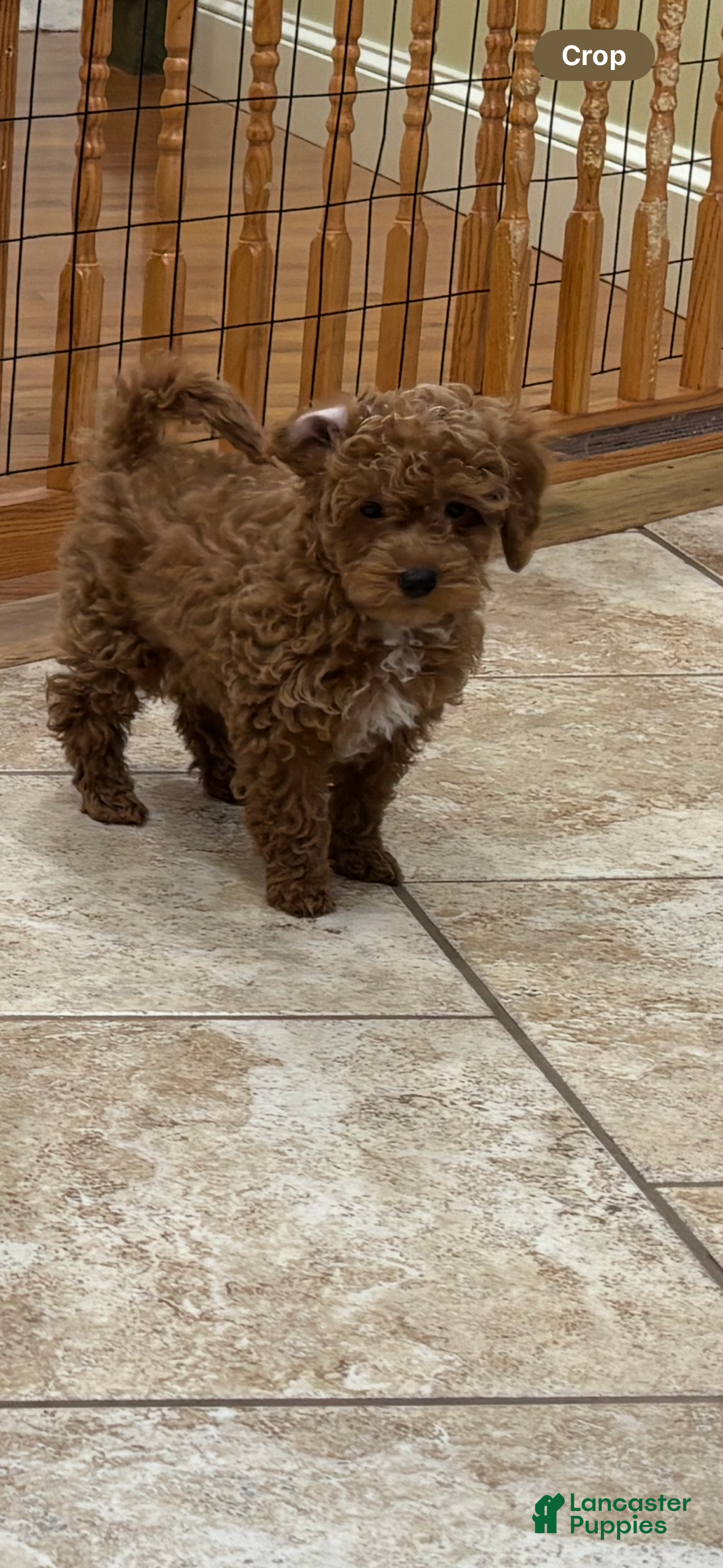 Toy Poodle dogs Toy Poodle Puppy 1 - Ad 29