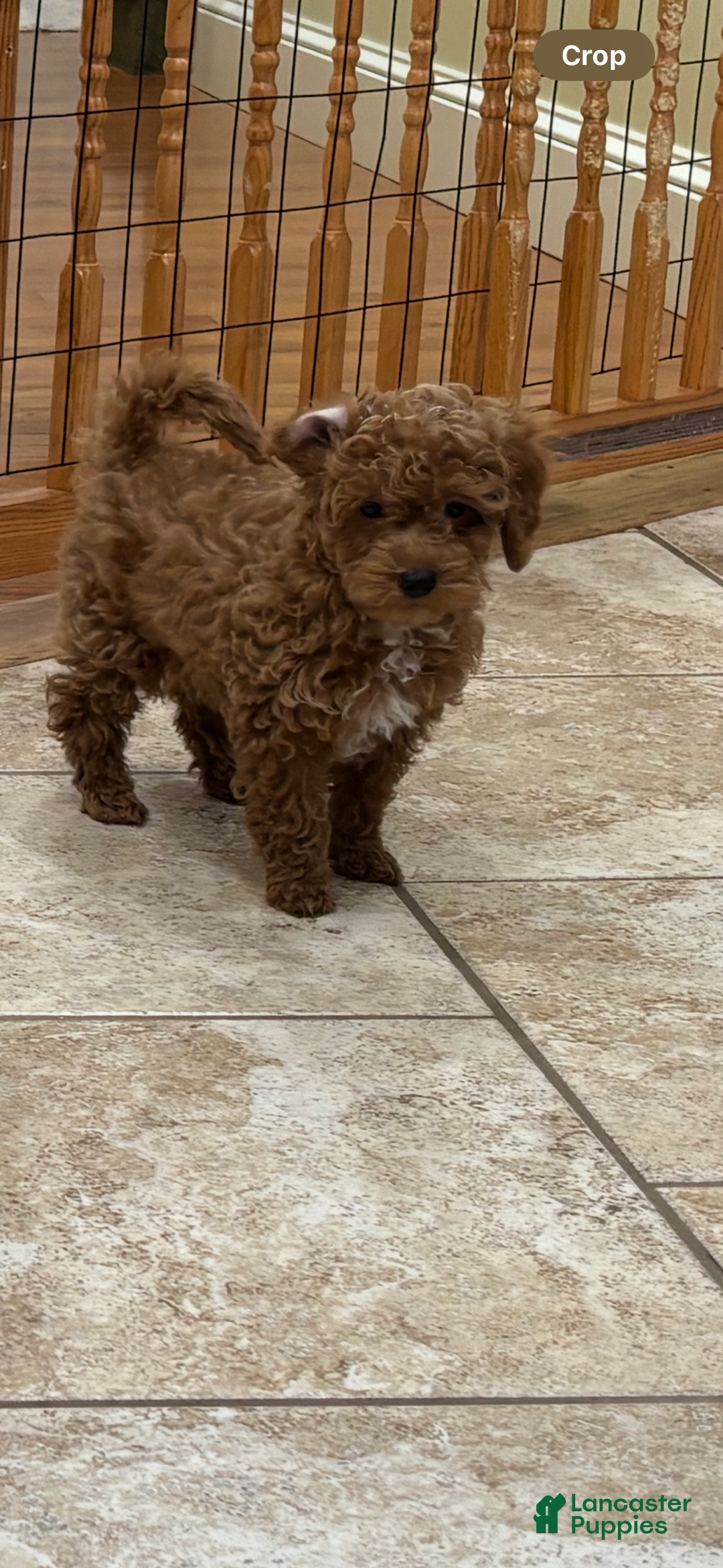 Toy Poodle dogs for sale: Toy Poodle Puppy 1 - Ad 1