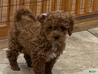 Toy Poodle dogs Toy Poodle Puppy 1 - Ad 29
