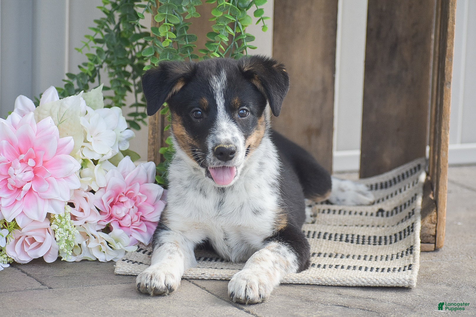 Mixed Breed dogs Bethany - Ad 1