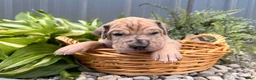 Great Dane dogs for sale: Spotty - Ad 2