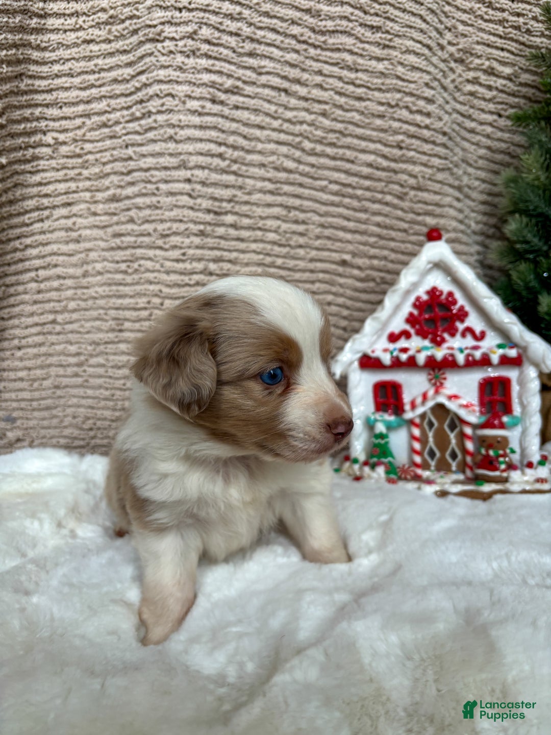 Miniature Australian Shepherd dogs for sale: Lyla  - Ad 1