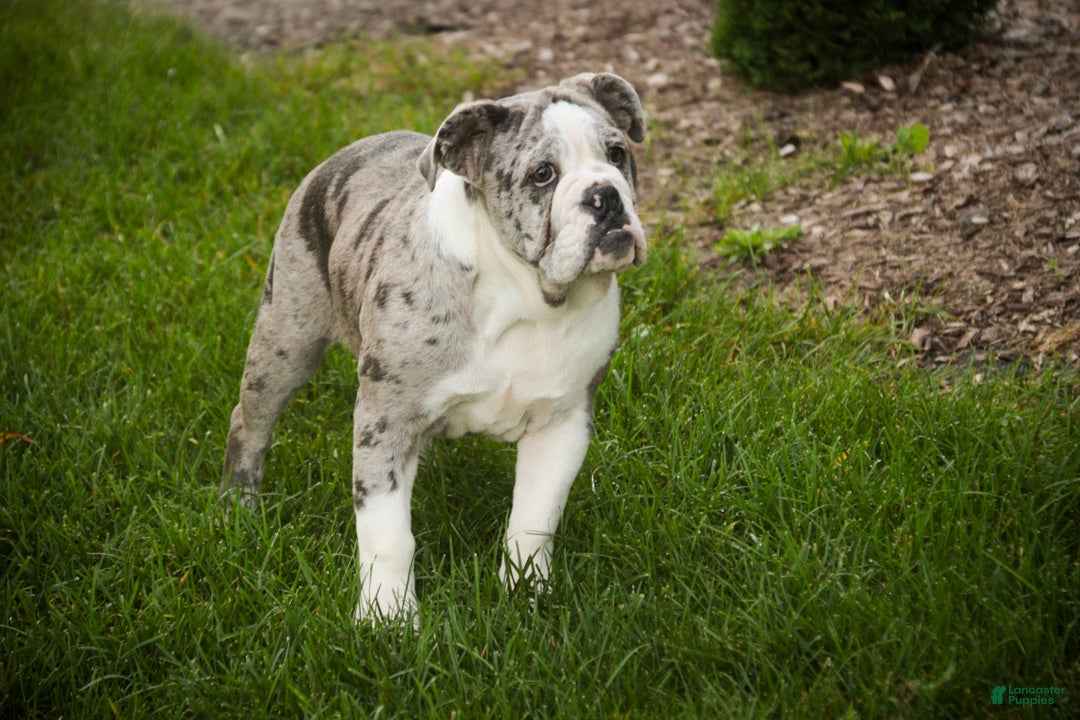 English Bulldog dogs for sale: Splendor English Bulldog crate trained and leash trained - Ad 2