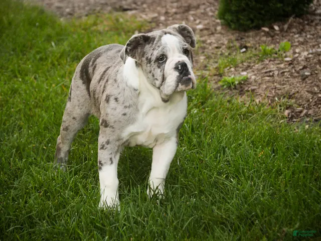 English Bulldog dogs for sale: Splendor English Bulldog crate trained and leash trained - Ad 2