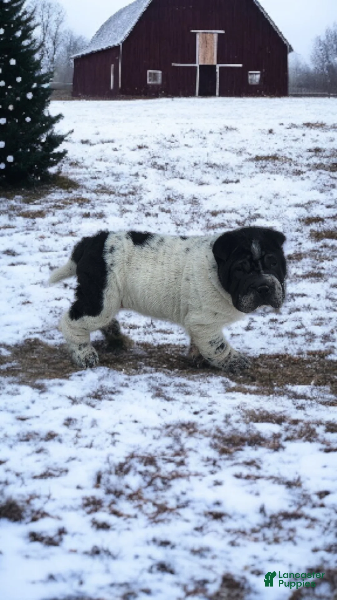 Shar Pei dogs for sale: Oreo black flower mini - Ad 24
