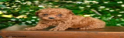 Toy Poodle dogs for sale: Spirit - Ad 3