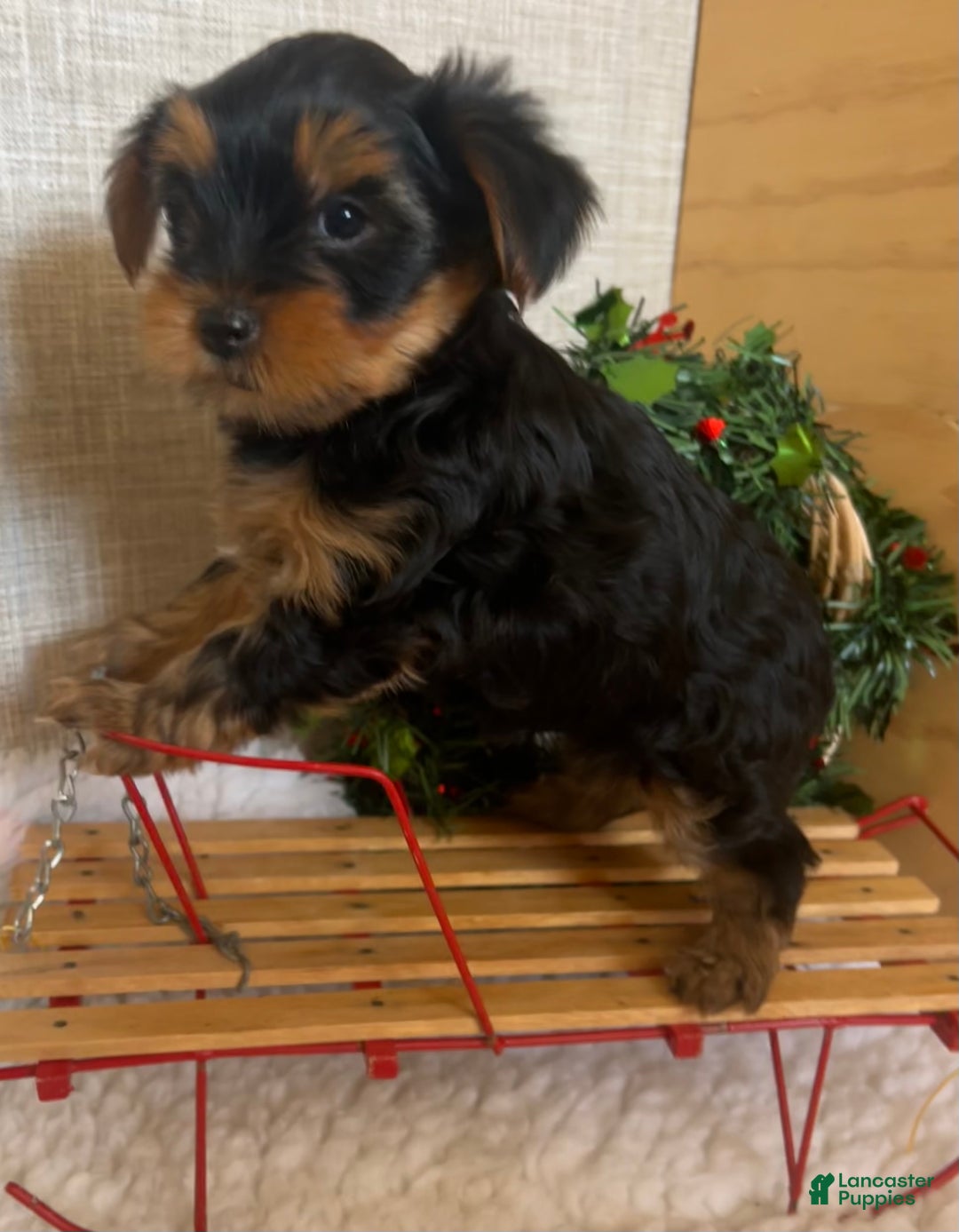 Yorkshire Terrier dogs for sale: Rowdy - Ad 1