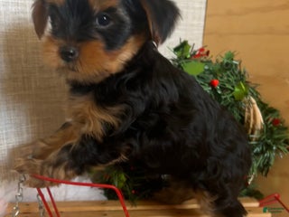 Yorkshire Terrier dogs Rowdy - Ad 2