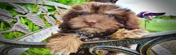 Havapoo dogs for sale: Frisky - Ad 6