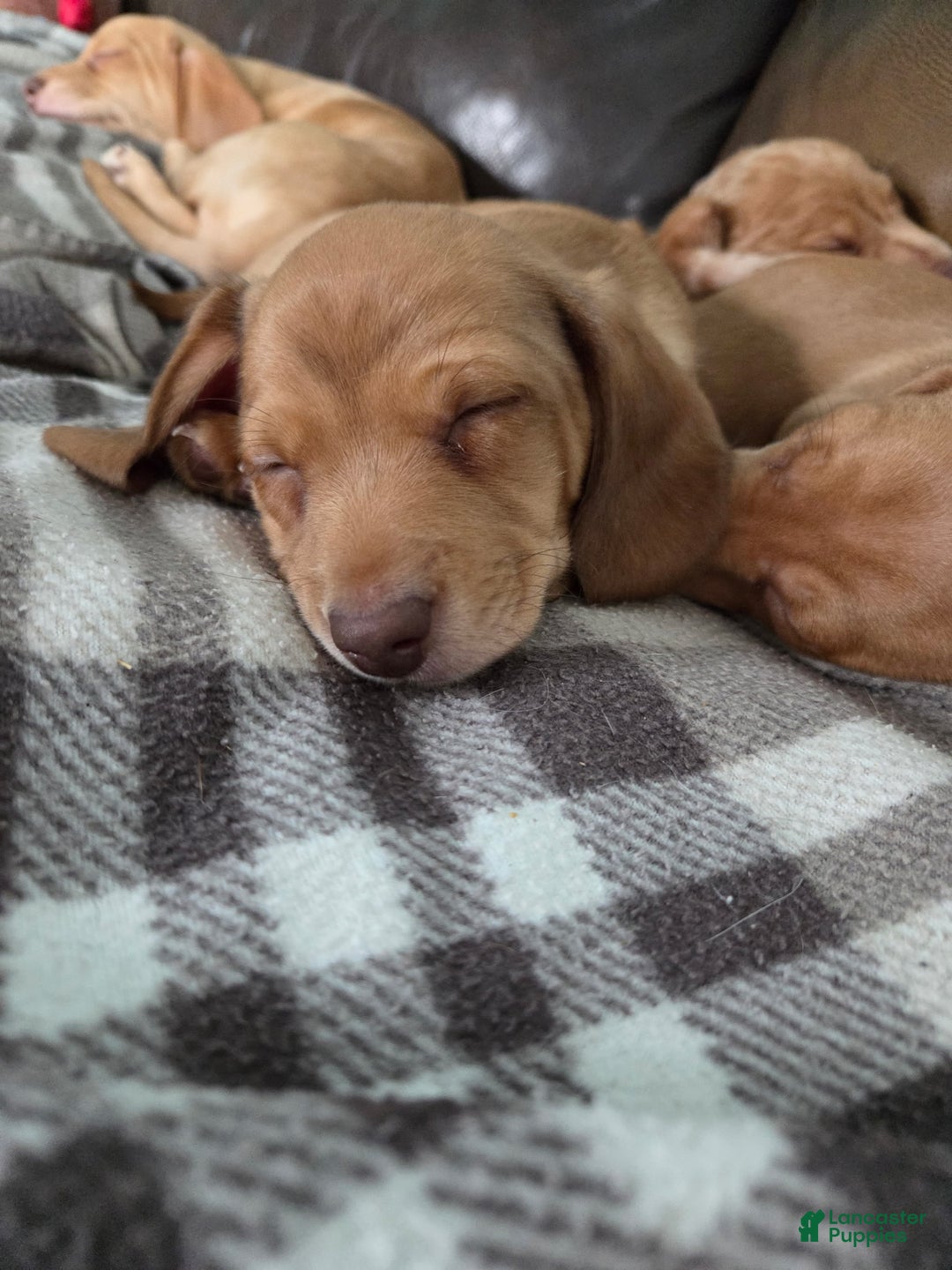 Miniature Dachshund dogs for sale: Daniel Strawberry Blonde Dachshund  - Ad 4
