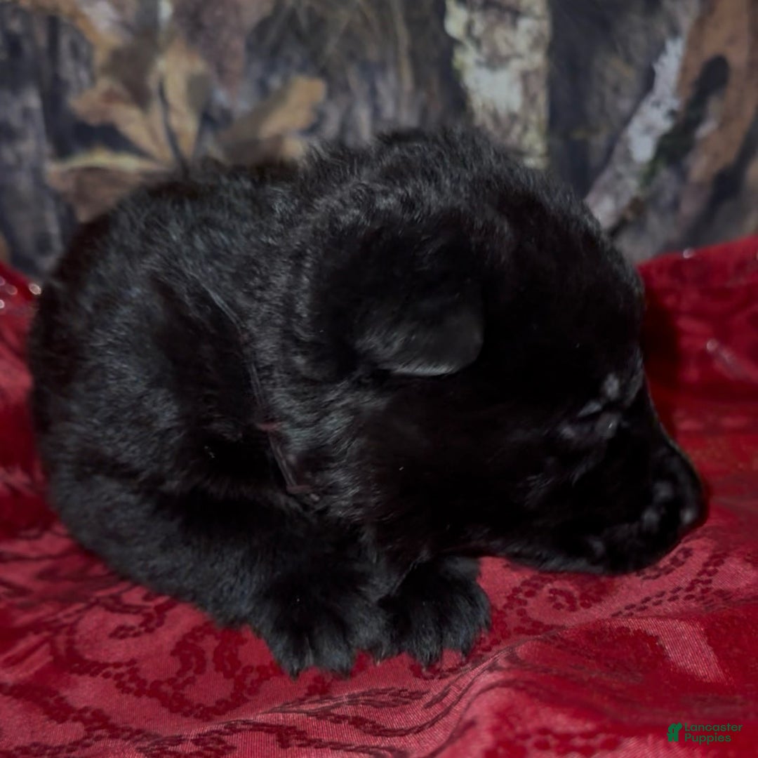 German Shepherd dogs for sale: SUPA - Ad 10